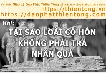 TẠI SAO LOÀI CÔ HỒN KHÔNG PHẢI TRẢ NHÂN QUẢ